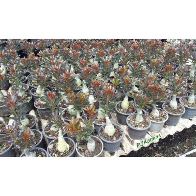 (promotion++) นิลมหากาฬ ใบสีดำแดง ชวนชมหลายสายพันธุ์ เก่าใหม่ adenium desert rose plant สุดคุ้มม ต้นไม้ ฟอก อากาศ กระถาง ต้นไม้ ไม้ ประดับ ต้นไม้ ปลูก ใน บ้าน