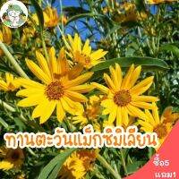 เมล็ดพันธุ์ ทานตะวันเม็กซิมิเลี่ยน 100 เมล็ด (ทานตะวันดอกดก)  Maximilian Sunflower ปลูกง่าย ไม่กลายพันธุ์