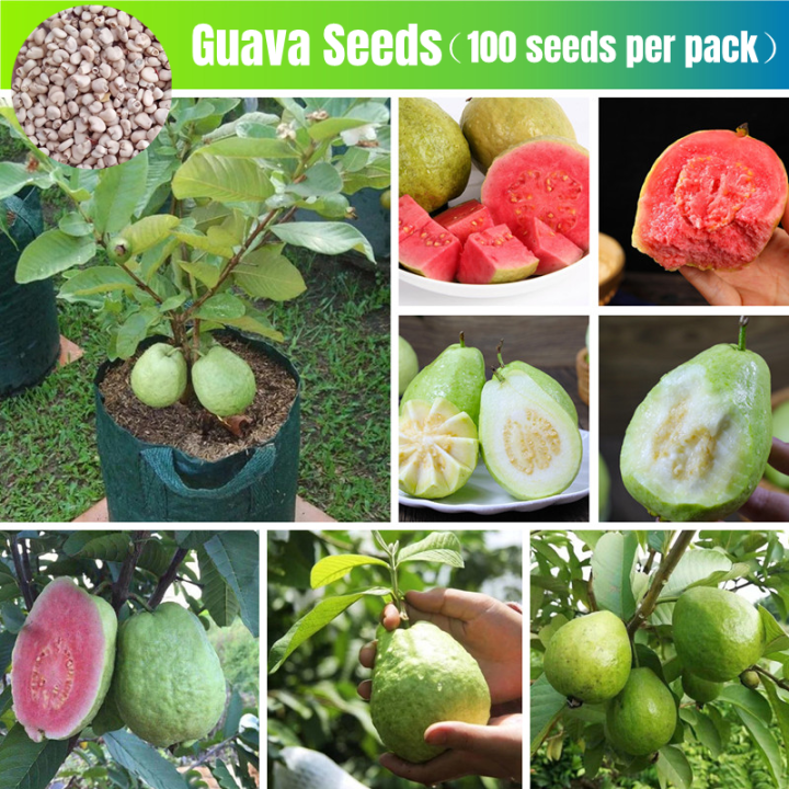 Sweet Guava Fruit Seeds for Sale (100pcs Seeds for Planting) Biji Benih