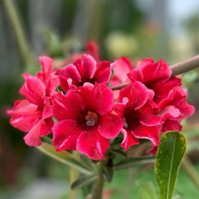 2 เมล็ด เมล็ดพันธุ์ ชวนชม สายพันธุ์ Blossom สีแดง Bonsai Desert Rose Adenium Seed กุหลาบทะเลทราย ราชินีทะเลทราย บอนไซ มีคู่มือปลูก
