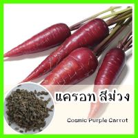 พร้อมส่ง ❗ รหัส 053 เมล็ดพันธุ์แท้ OP แท้ แครอทสีม่วง หวานกรอบ สวย - Cosmic Purple Carrot