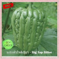 เมล็ด มะระหัวใจสีเขียว - Big Top Bitter