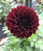 20 เมล็ดพันธุ์ รักเร่ Dahlia Seeds สายพันธุ์ BLACK DIAMOND สีดำ รักเร่ รักแรกพบ ดอกไม้แห่งมิตรภาพ ความรักเริ่มต้น เพาะเลี้ยงง่าย ตั้งโต๊ะทำงาน