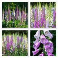 เมล็ดพันธุ์ ดอกถุงมือจิ้งจอก คละสี (Mixed Foxglove Flower Seed) 1000 เมล็ด