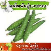 เมล็ดพันธุ์ บวบหอม (Sponge gourd) 10 -15 เมล็ด ปลูกง่าย ปลูกได้ทั่วไทย #เมล็ดผัก