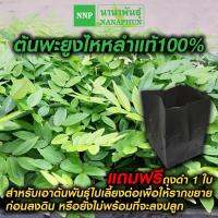 ต้นพะยูงไหหลำแท้100% จำนวน 1 ต้น ขนาดความสูงประมาณ 10-15 cm. ส่งด่วน!...เก็บเงินปลายทาง