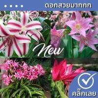 ( Promotion ) สุดคุ้ม พลับพลึงฮอลแลนด์ Crinum มีหลายสีให้เลือก  ขายหัวลิลลี่ ไฮยาซิน ว่านสี่ทิศ ทิวลิป ต้นไม้ฟอกอากาศ เมล็ดดอกไม้ ราคาถูก พรรณ ไม้ น้ำ พรรณ ไม้ ทุก ชนิด พรรณ ไม้ น้ำ สวยงาม พรรณ ไม้ มงคล