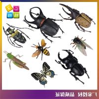 ? Genuine and exquisite model Simulation insect specimen model toy dragonfly unicorn beetle locust cicada bee butterfly big bag