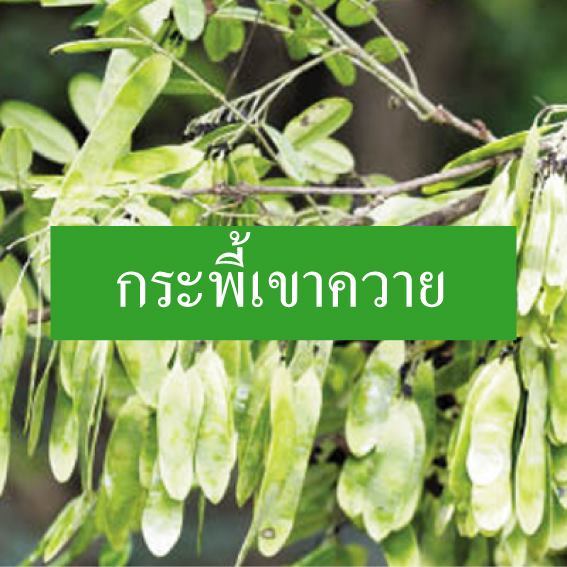 50-เมล็ด-เมล็ดพันธุ์-garden-กระพี้เขาควาย-burma-black-wood-เก็ดเขาควาย-เก็ดแดง-กำพี้-เก็ดดำ-แดงดง-มะขามป่า