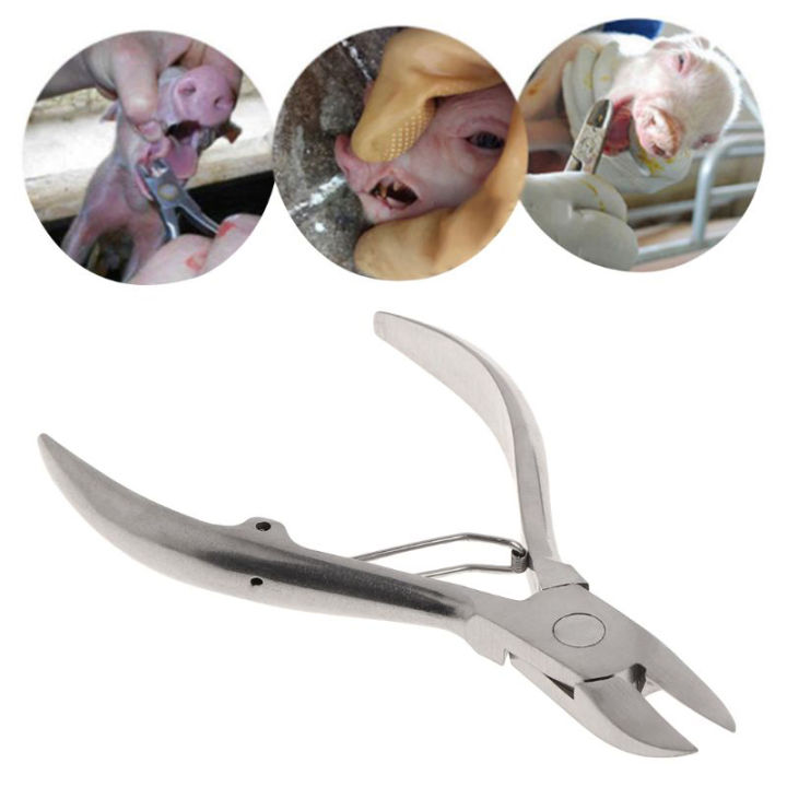 กรรไกรฟันหมู-คีมตัดฟันหมู-คีมถอนฟันสแตนเลส-คีมตัดหมู-กรรไกรตัดฟันหมู-อุปกรณ์สำหรับสัตว์ในฟาร์ม