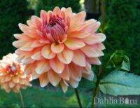 35 เมล็ด เมล็ดพันธุ์ Mystery Dahlia สายพันธุ์ยุโรป ดอกรักเร่ นำเข้าจากอังกฤษ seeds ดอกใหญ่ พร้อมคู่มือปลูก Dahlia seed.