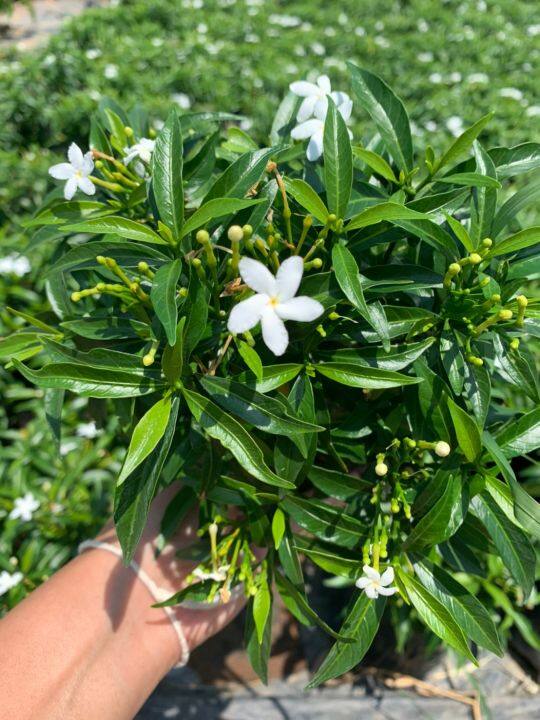 พุดศุภโชค-พุดศรีลังกา-หรือพุดแคระ-gardenia-jasminoides-ต้นไม้พุ่มเตี้ย-มีดอกสีขาว-ปลูกง่าย-ชอบแสงแดดจัด-ชอบน้ำปานกลาง-สูง20-30cm-ถุงดำ3-5-7นิ้ว