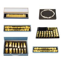 Dental Teeth Model Crown Carving Procedure Model Permanent Teeth Model Dental Materials