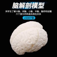 Anatomic model emulsion material biological laboratory primary school junior high school the brain brain stem brain small brain structural relationship model of anatomy teaching medicine