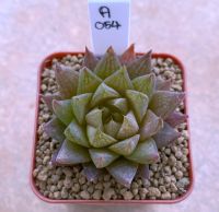 Haworthia oculata ‘AN-054’ อ๊อกคลูเลต้า A054