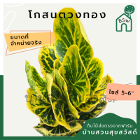 โกสนตวงทอง กระถาง 5-6 นิ้ว ต้นโกสน เป็นไม้แดด ไม้ด่างสวย ใบสีสันสดใส