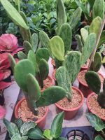 Opuntia monacantha var. variegata เสมาด่าง กระบองเพชร ไท้อวบน้ำ ส่งพร้อมกระถาง6นิ้ว