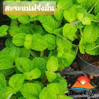 สะระแน่ฝรั่งมิ้น blackcliffgarden ไม้ใบ ไม้ในร่ม ไม้ฟอกอากาศ