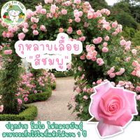 เมล็ดพันธุ์ กุหลาบเลื้อย สีชมพู Pink Rose 30 เมล็ด เมล็ดพันธุ์แท้ นำเข้าจากต่างประเทศ ปลูกง่าย ไม่กลายพันธุ์ ( ซื้อ 5 แถม 1)