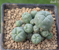 โลโฟโฟร่า (Lophophora) /เลือกต้นได้ แคคตัส กระบองเพชร จัดส่งแบบถอดราก