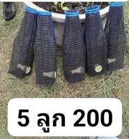 ตุ้มดักปลาไหลงาไม้ ชุด 5 ลูก 200 บาท