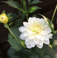 1 หัว/ชุด รักเร่ Dahlia Bulb สายพันธุ์ White Onesta หัวรักเร่ ดอกไม้ หัวหน่อ เหง้า นำเข้า เนเธอร์แลน หัวสดใหม่