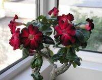 5 เมล็ด เมล็ดพันธุ์ ชวนชม ลูกผสมไฮบริด สายพันธุ์ Red &amp; Black สีแดง กุหลาบทะเลทราย Desert Rose Adenium seed ราชินีบอนไซ ปลูกง่ายมาก รีบสะสม