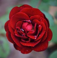 28 เมล็ด เมล็ดพันธุ์ กุหลาบมอญ สีแดง Rose Seeds ดอกใหญ่ ดอกหอม นำเข้าจากต่างประเทศ พร้อมคู่มือ เมล็ดสดใหม่ Garden Seed