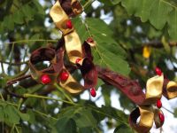 100 เมล็ด เมล็ดพันธุ์ Garden Seeds มะกล่ำ ตาหนู มะกล่ำเครือ Rosary Pea Seeds