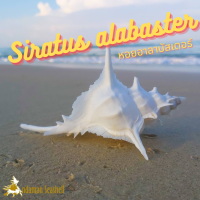 Andaman seashell เปลือกหอย หอยอาลาบัสเตอร์ (Siratus alabaster)