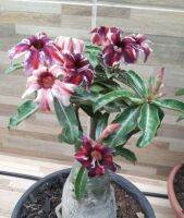 8 เมล็ด เมล็ดพันธุ์ ชวนชม สายพันธุ์ exotic purple สีม่วง Desert Rose Adenium Seed กุหลาบทะเลทราย ราชินีบอนไซ มีคู่มือปลูก ปลูกประดับบ้าน เป็นมงคล