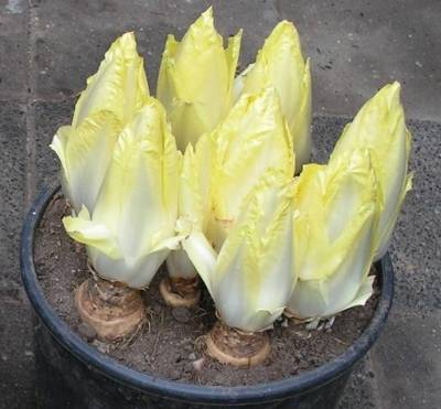 ชิโครี ชิโครี่ไบโอสีขาว 🍃เมล็ดพันธุ์ชิโครี่สีขาว White Chicory  Bio Seeds Holland สายพันธุ์ฮอลแลนด์ บรรจุ 20 เมล็ด 15 บาท