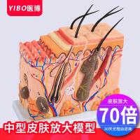 Human skin amplification model skin structure anatomical model plane structure stereoscopic model teaching AIDS