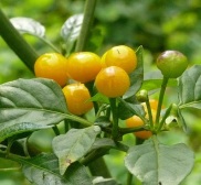 Gói 10 trái ớt peru Aji Charapita Mắc Nhất Thế Giới