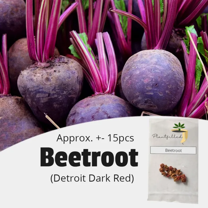 [Plantfilled] Beetroot sugar beets Detroit Dark Red Seeds Vegetable