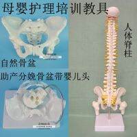 Maternal and child care training AIDS natural is female pelvic delivery midwifery pelvic human spine model