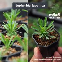 พร้อมส่ง โปรโมชั่น แคคตัส เพชร คนป่า euphorbia japonica บอนไซจิ๋ว กระถางพลาสติก2นิ้ว ส่งทั่วประเทศ พรรณ ไม้ น้ำ พรรณ ไม้ ทุก ชนิด พรรณ ไม้ น้ำ สวยงาม พรรณ ไม้ มงคล