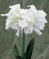 1 หัวว่าน ว่านสี่ทิศฮอลแลนด์ Amaryllis Snow White 18-24 ซม สินค้านำเข้า แช่เย็นแล้ว หัวขนาดใหญ่ สินค้าจำนวนจำกัด