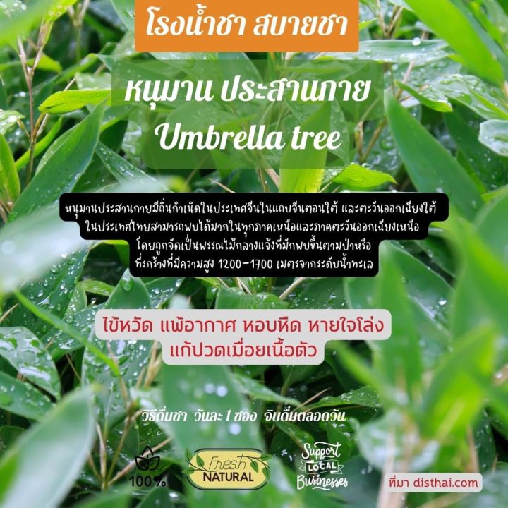 หนุมานประสานกาย-หวัด-ภูมิแพ้-หอบหืด-ปวดเมื่อย-ชาซอง-เสริมภูมิ-โรงน้ำชาสบายชา-ชาสมุนไพร