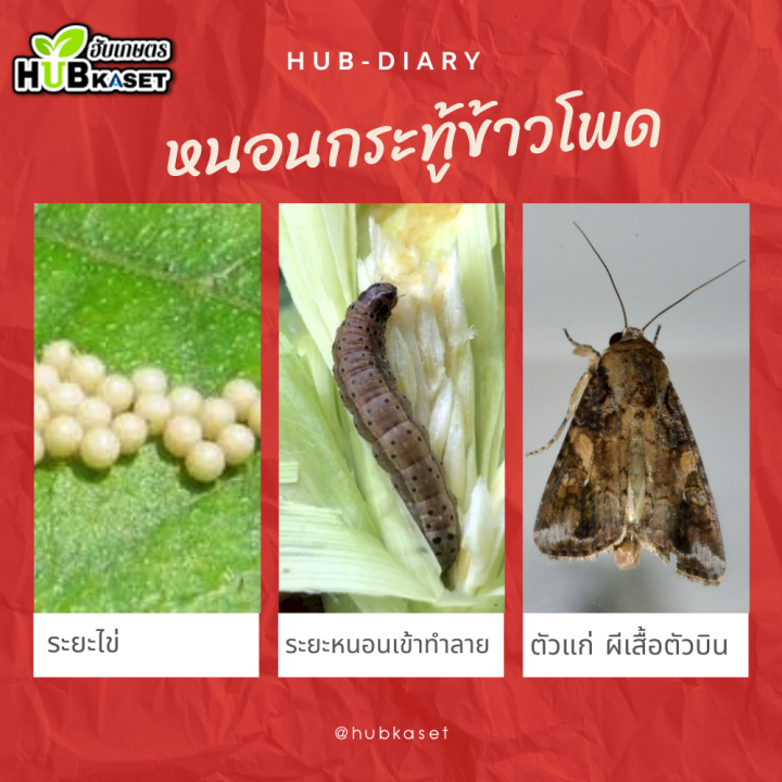 สินค้ายกลัง-แซดบีติน-1กิโลกรัม-10กล่อง-อีมาเมกติน-กำจัดหนอนกระทู้ข้าวโพด-หนอนเจาะผล