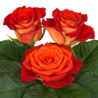 10 เมล็ด กุหลาบ Hybrid Tea Rose สายพันธุ์ Nightlife สีส้ม สามารถปลูกในประเทศไทย ส่งพร้อมคู่มือ ออกดอกทั้งปี