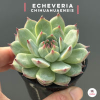 Echeveria chihuahuaensis #กระถาง 2.5 นิ้ว กุหลาบหิน cactus&amp;succulentหลากหลายสายพันธุ์