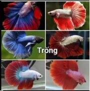Siêu Rẻ NhứtBetta Phướng đẹp như hinh