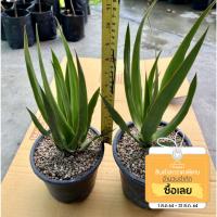 ( Pro+++ )++ [ลดเพิ่ม20%:AUG8SM] จันผาเลือดมังกร - Dragon Blood Tree (Dracaena Draco) สูง 10-15 ซม. ราคาดี ต้นไม้ ฟอก อากาศ กระถาง ต้นไม้ ไม้ ประดับ ต้นไม้ ปลูก ใน บ้าน