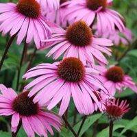 100 เมล็ดพันธุ์ เมล็ด เมล็ดพันธุ์ เอ็กไคนาเซีย หรือ โคนฟลาวเวอร์ Echinacea Coneflower Seeds อัตราการงอก 80-85%