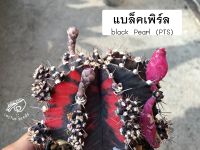 blackpearl เมล็ด แบล็คเพิร์ล กระบองเพชร เพชรแต้มสี black pearl แบล็กเพิร์ล ยิมโน cristata gymno cactus เมล็ดกระบองเพชร แมม PTS