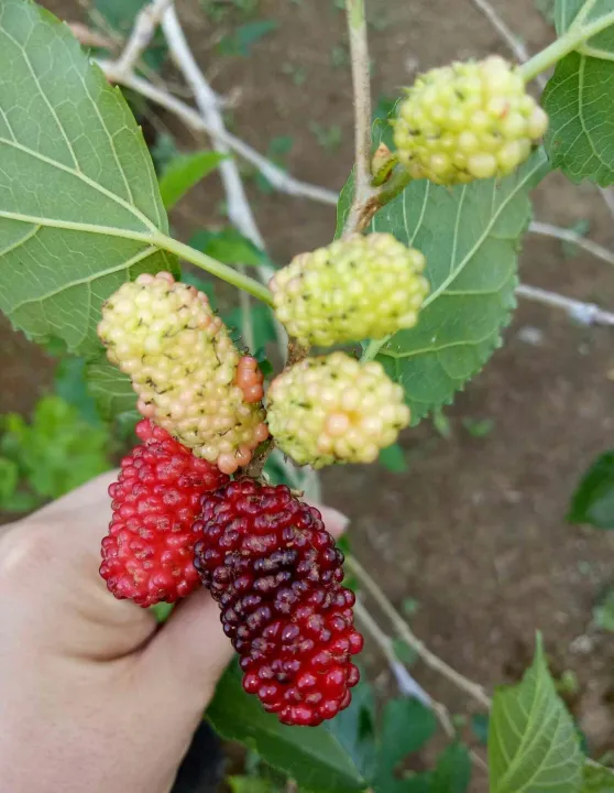 Persian Mulberry Cuttings Lazada PH