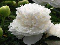 20 เมล็ด เมล็ดโบตั๋น ดอกโบตั๋น ดอกพีโอนี (Peony) สีขาว White Peony ดอกไม้นี้​เป็นสัญลักษณ์ของความมั่งคั่งร่ำรวย ความซื่อสัตย์ อัตรางอกสูง 70-80 %