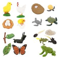 17 PCS Life Cycle of Frog Butterflies Turtle Chicken Figurines Insect Farm Animals Growth Model for Kit