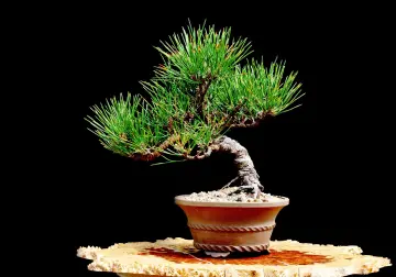 Cây Thông Bonsai Giá Tốt T09/2023 | Mua Tại Lazada.Vn